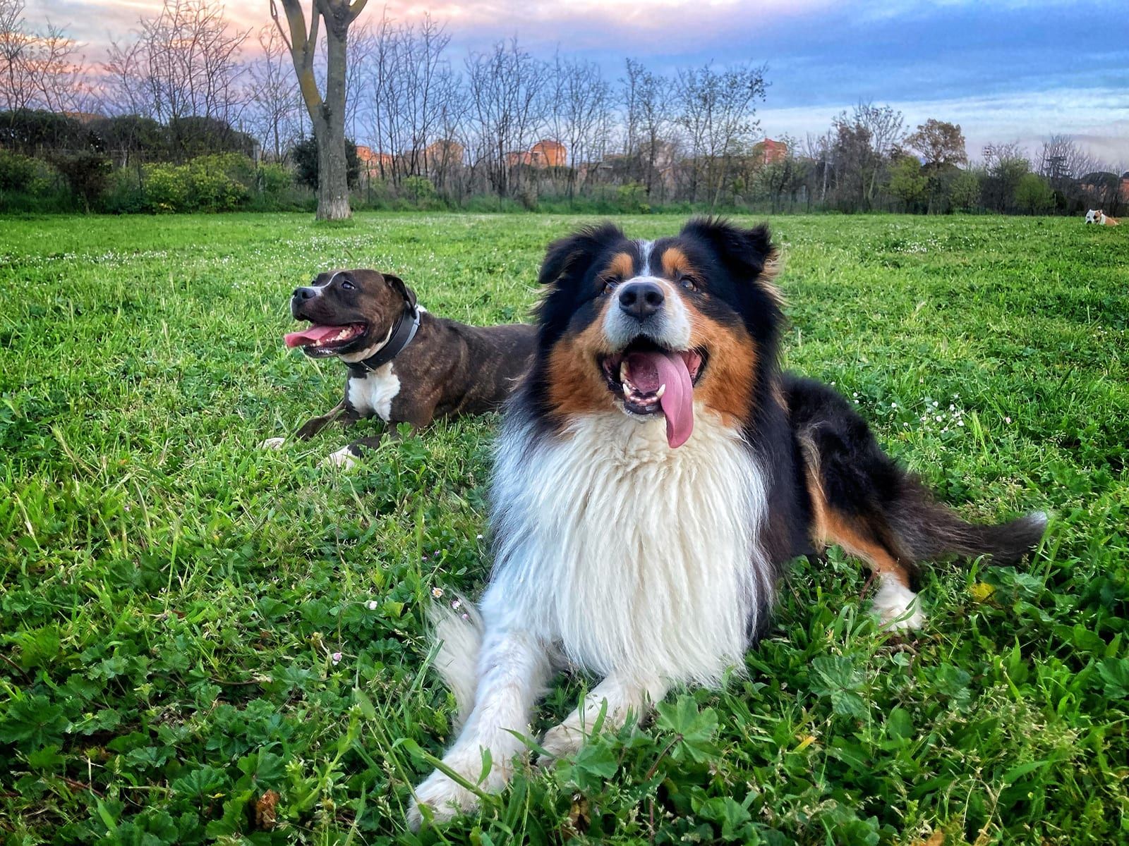 Two dogs playing in a park