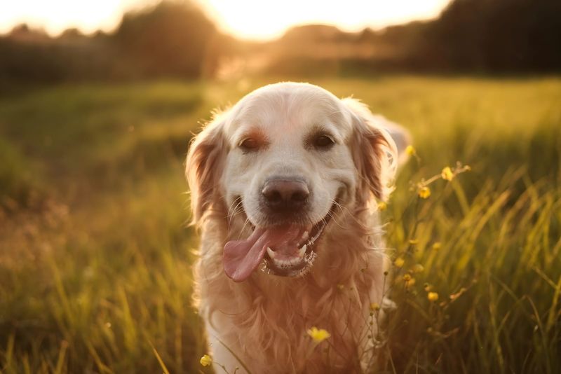 Dog in a sunny field at sunrise