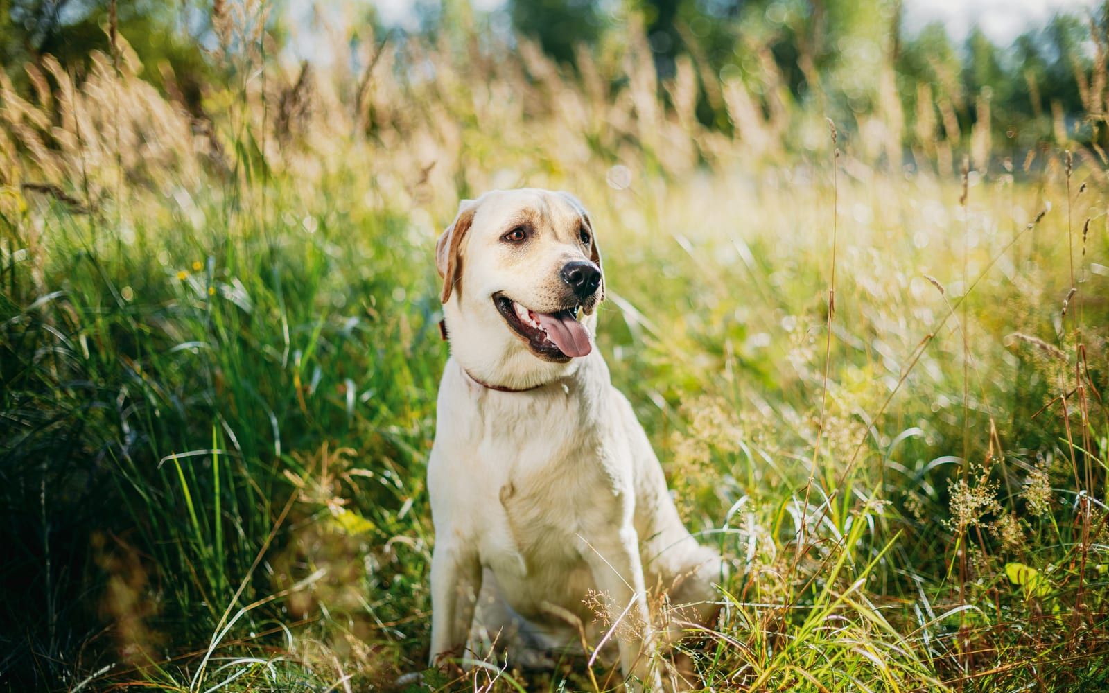 Dog sitting in tall grass on a sunny day