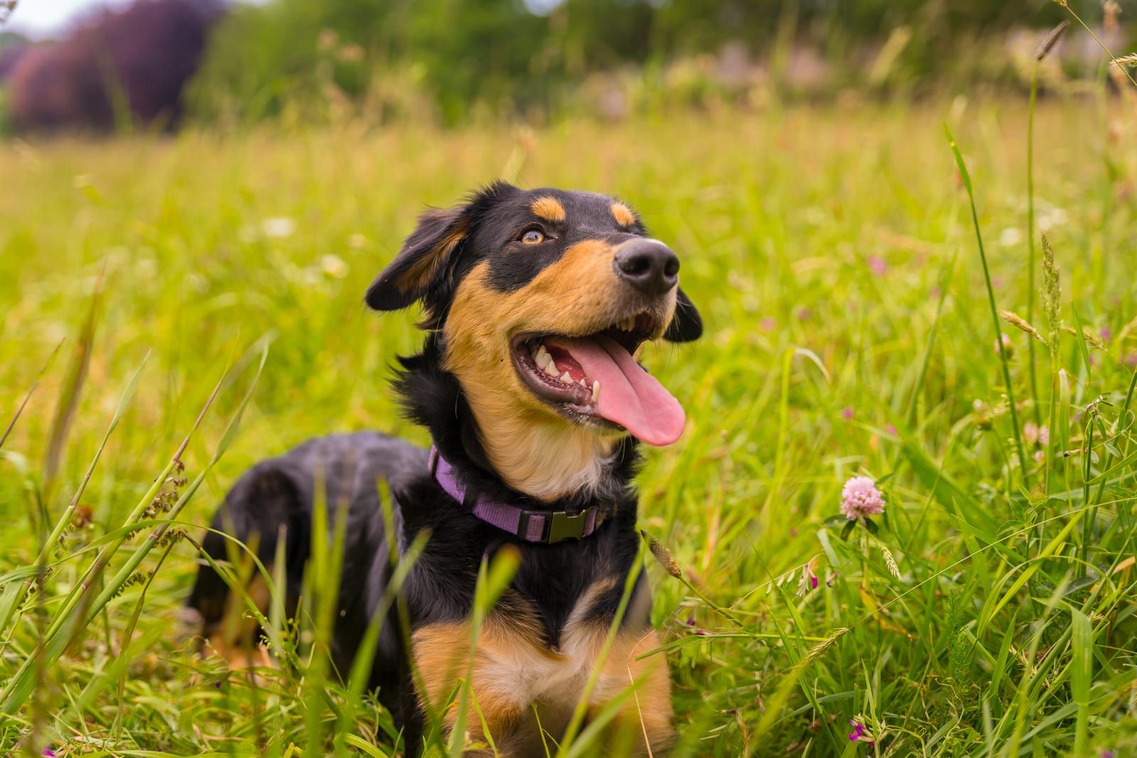 Dog sitting in a sunny flower meadow
