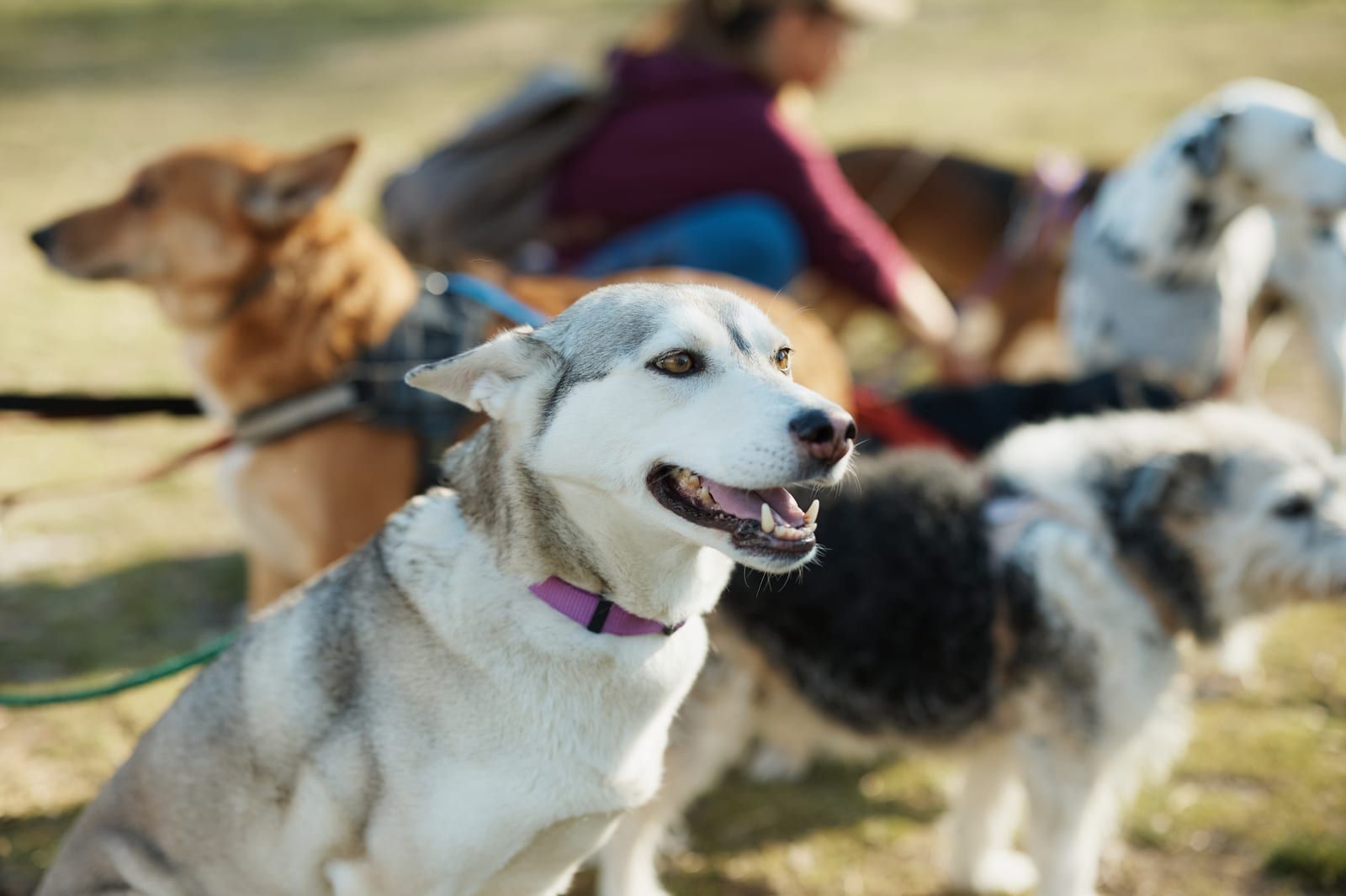 Group of dogs walking together