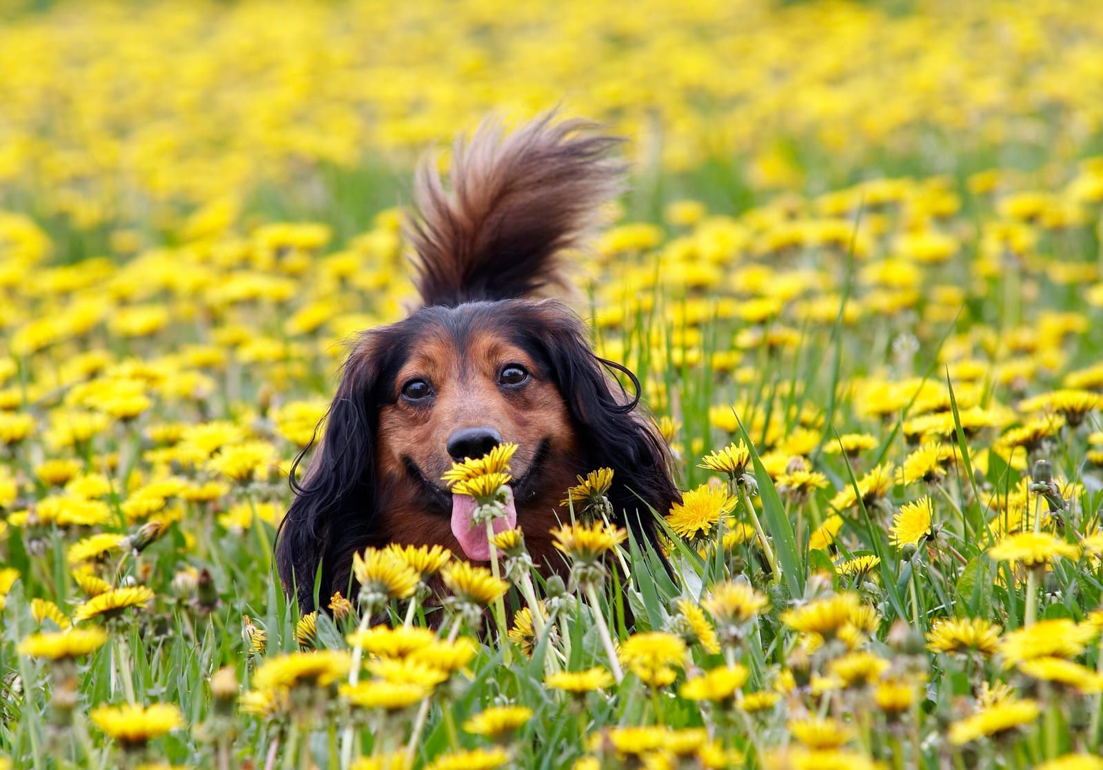 Happy dog with a flower