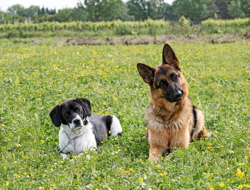 Two dogs resting in a meadow of wildflowers