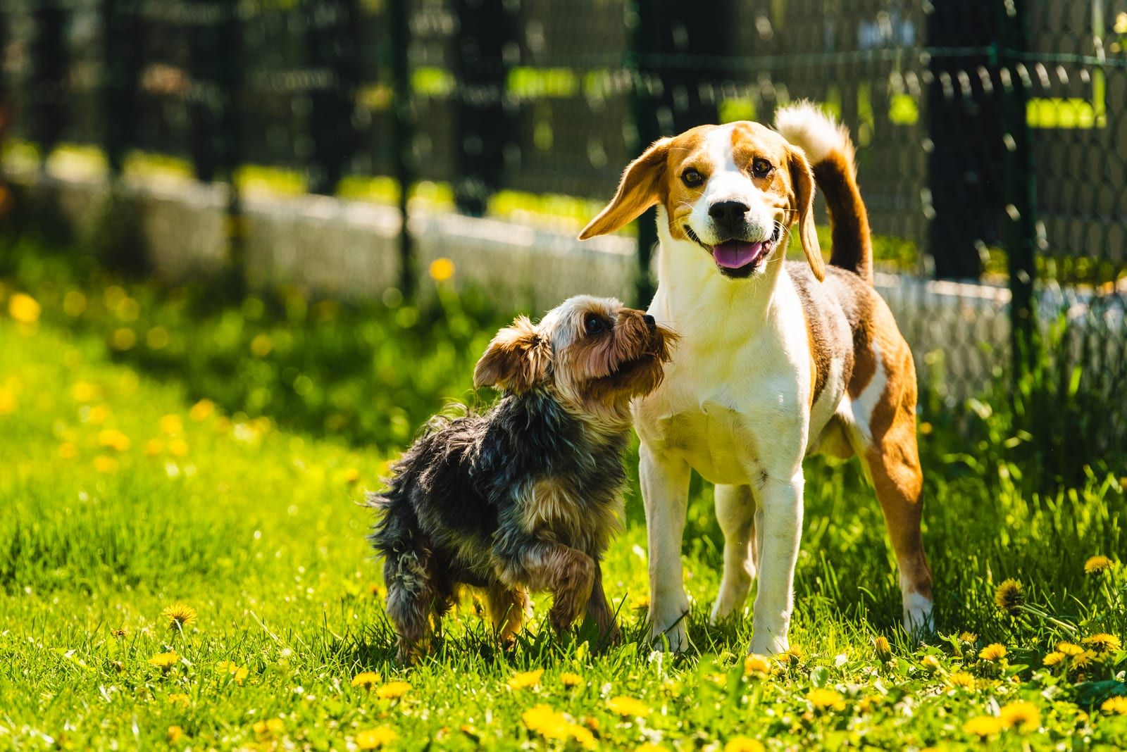 Two happy dogs standing together in the grass